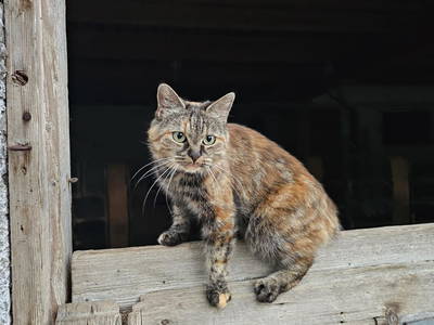 Bild 61 aus  Pfleger Ranch am Schönegg Gut