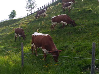 Bild 16 aus  Bio Bauernhof Öbrist