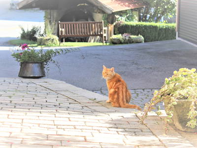 Bild 33 aus  Ferienwohnung Wenzl