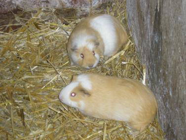 Bild 9 aus  Ferienhof Gerdes Plaats