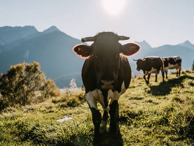 Bild 2 aus  Gasperhof