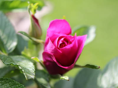 Rose is a rose is a rose.