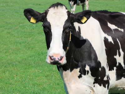 Bild 15 aus  Hof Meyenburg