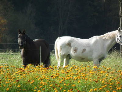 Bild 37 aus  Ferienhof Stegen