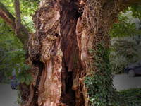 Bild 3 aus  Gasthof zum Grünen Baum