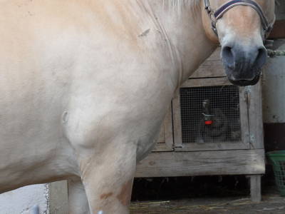 Bild 10 aus  Steffahof - Mitglied von LandSelection