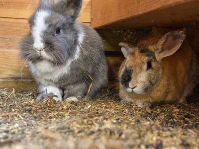 Bild 28 aus  Sonis kleine Farm Grömitz