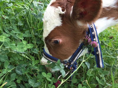 Bild 29 aus  Landgasthaus Hoffmann