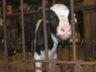 Bild 28 aus  Ommen Ferienhof