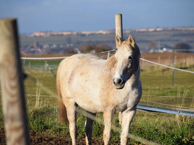 Bild 29 aus  Lautersheimer Gutshof
