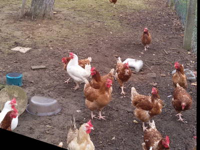 Bild 13 aus  Ferienhof Ott im Romantischen Franken bei Rothenburg o.d.T.