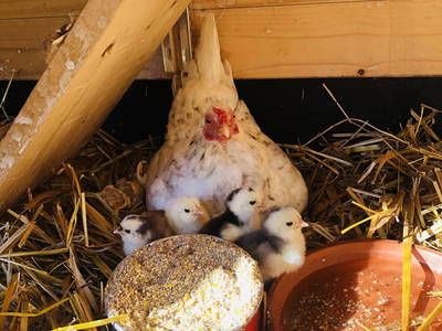 Bild 27 aus  Ferienhof & Campingplatz Schweinmühle