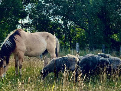 Bild 11 aus  Hof Obst im Dosse-Seen-Land
