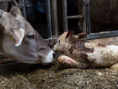 Bild 72 aus  Allgäu Bergferienhof