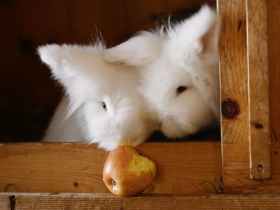 Bild 14 aus  Haus Bergquell mit Pferdestall