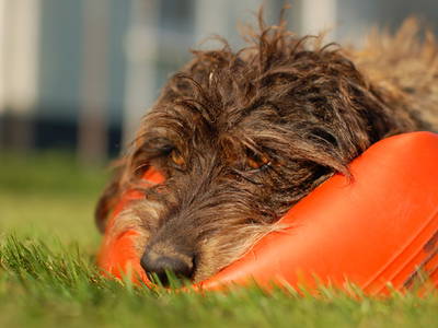 Bild 30 aus  Baustrup Hof