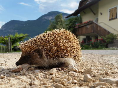 Bild 11 aus  Rebhof Kurtatsch