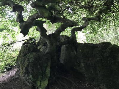 Bild 19 aus  Görgenhof - Gnadenhof für Bauernhoftiere