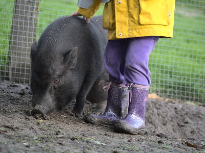 unser Minischwein