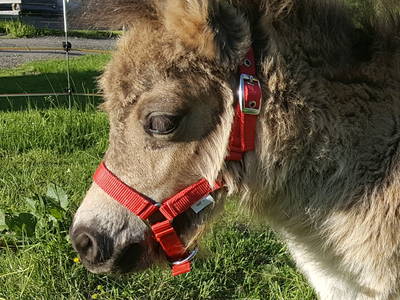 Bild 5 aus  Bergbauernhof Aichele