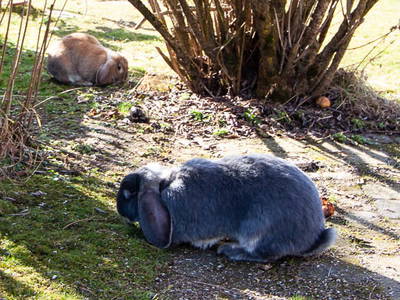 Bild 9 aus  Huberhof Riedering