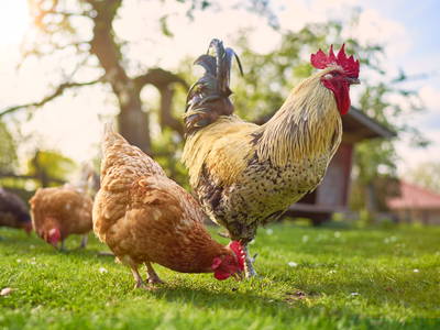 Bild 9 aus  Ferienhof Heidemann