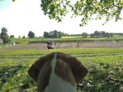 Bild 46 aus  FerienGut Dalwitz     www.feriengutdalwitz.de