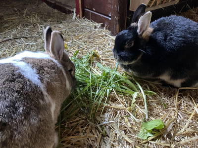 Bild 28 aus  Ferienhof Buchberger