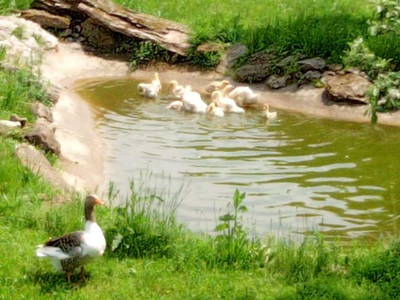 Bild 8 aus  Ferienwohnung Göhl