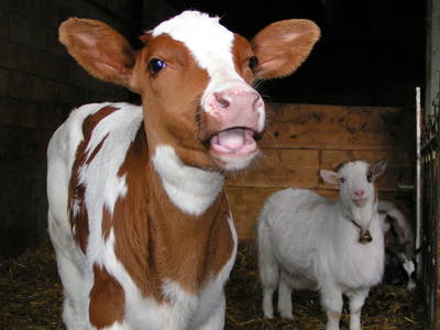 Bild 24 aus  Familien-Bauernhofurlaub im Herzen der Schweiz