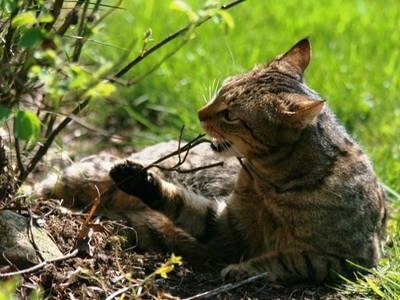 Lotta- eine von unseren Hofkatzen