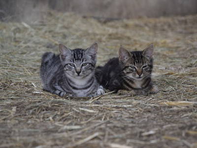 Bild 7 aus  Schmiedshof