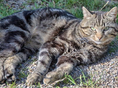 Bild 18 aus  Bauernhof Rützler