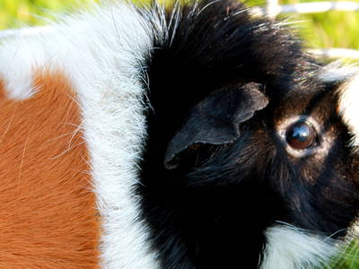 Bild 10 aus  Wiesenberghof