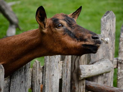 Bild 38 aus  Pension Baarblick