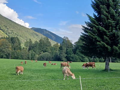 Bild 50 aus  Bio-Bauernhof Vordergschwandtgut