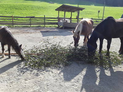 Bild 34 aus  Biobauernhof Mesneranderl