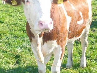 Bild 14 aus  Bauniglerhof