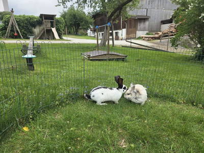 Bild 15 aus  Hottererhof