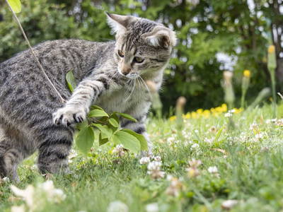 Bild 28 aus  Brandl Obstbauernhof 