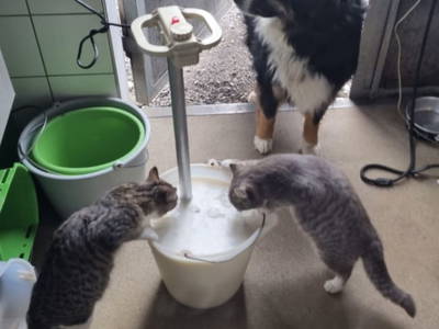 Bild 93 aus  Familie Nußbaumer 