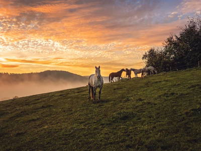 Bild 11 aus  Waldbachhof