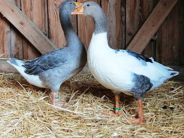 Bild 24 aus  KnallerbsenHof