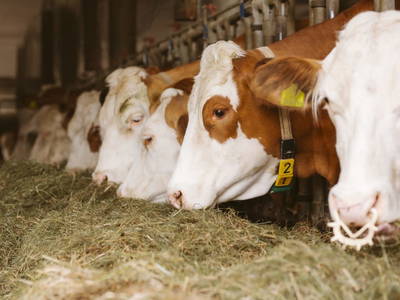 Bild 15 aus  Knappenhof