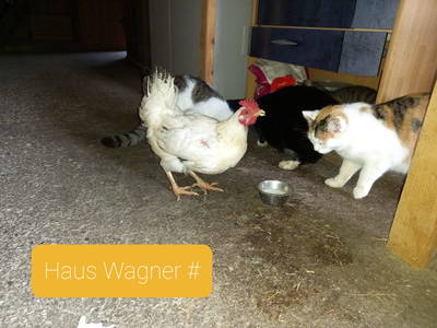 Bild 51 aus  Bio Chalet "Haus Wagner"