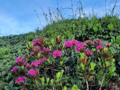 Bild 98 aus  Almhütte Pucher