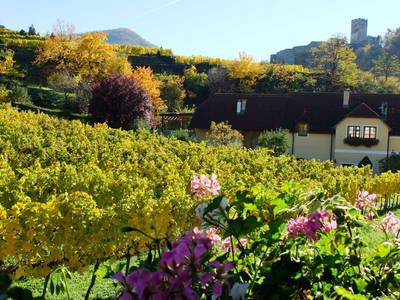 Bild 99 aus  Weingut STRAWANZER Donabaum