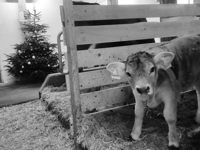 Bild 13 aus  Apartments Wiglhof