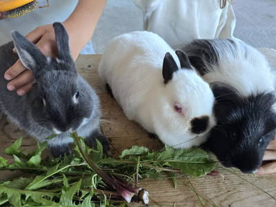 Bild 16 aus  Marteshof