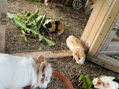 Bild 25 aus  Knappenhof